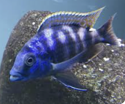 Cichlids